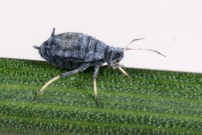 Un Puceron du Cytise. Ici sur gent d'Espagne (Homoptre - Aphididae - Aphis cytisorum)